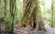 Great Ocean Road Reverse Itinerary With 12 Apostles And Lunch From Melbourne - thumb 7