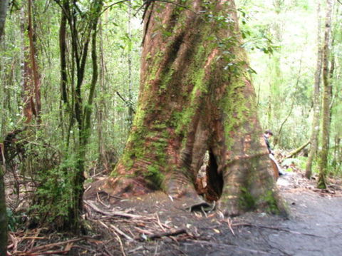 Great Ocean Road Reverse Itinerary With 12 Apostles And Lunch From Melbourne - Accommodation Brunswick Heads 7