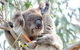 Great Ocean Road Reverse Itinerary With 12 Apostles And Lunch From Melbourne - thumb 37