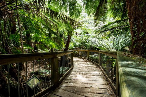 Great Ocean Road Reverse Itinerary With 12 Apostles And Lunch From Melbourne - Accommodation Brunswick Heads 29