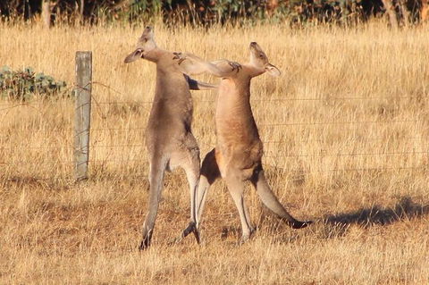 Great Ocean Road Small Group (8) Day Tour With Early Departure And Early Return - Accommodation Brunswick Heads 11
