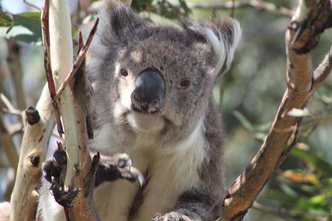 Great Ocean Road Small Group (8) Day Tour With Early Departure And Early Return - Accommodation Brunswick Heads 14