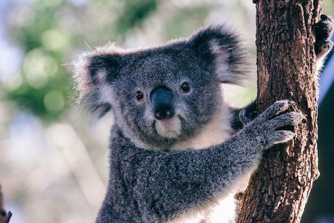 AUSTRALIAN NATIVE FOOD TOUR From Melbourne - Accommodation Brunswick Heads 1