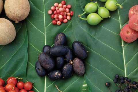 AUSTRALIAN NATIVE FOOD TOUR From Melbourne - Accommodation Brunswick Heads 0