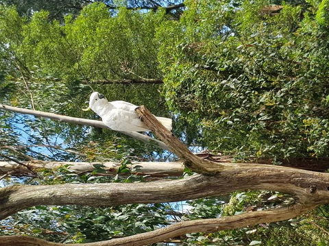 Yarra Valley Wineries And Puffing Billy Steam Train Tour From Melbourne - Accommodation Brunswick Heads 10