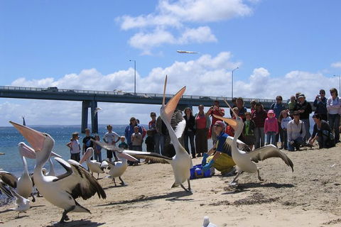Cape Woolamai Sightseeing Cruise From San Remo - Accommodation Brunswick Heads 8