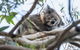 Great Ocean Road And Grampians 2 Day Short Break Escape From Melbourne - thumb 1