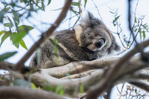 Great Ocean Road And Grampians 2 Day Short Break Escape From Melbourne - Accommodation Brunswick Heads 1