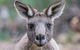 Great Ocean Road And Grampians 2 Day Short Break Escape From Melbourne - thumb 7