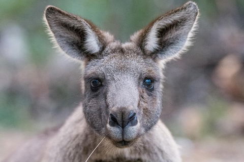 Great Ocean Road And Grampians 2 Day Short Break Escape From Melbourne - Accommodation Brunswick Heads 7