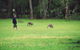 Grampians & Halls Gap - thumb 14