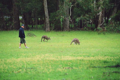 Grampians & Halls Gap - Accommodation Brunswick Heads 14