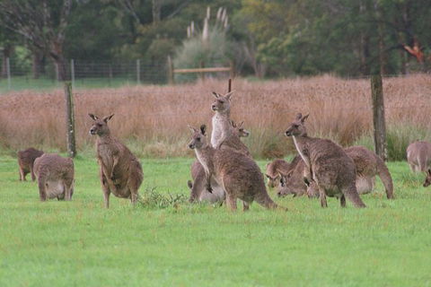 Grampians & Halls Gap - Accommodation Brunswick Heads 4
