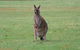 Grampians & Halls Gap - thumb 13