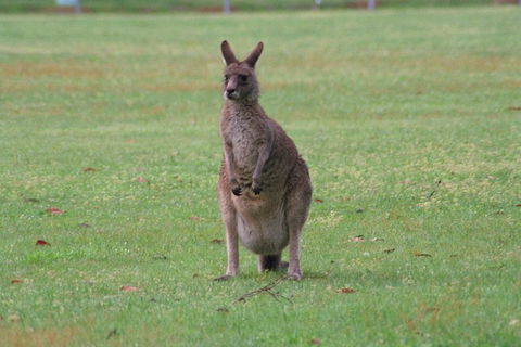 Grampians & Halls Gap - Accommodation Brunswick Heads 13