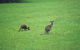 Grampians & Halls Gap - thumb 38