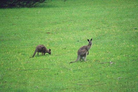 Grampians & Halls Gap - Accommodation Brunswick Heads 38
