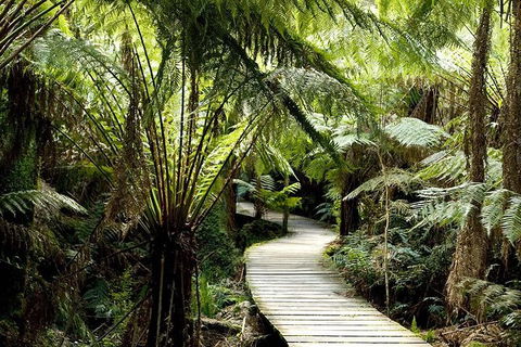 Great Ocean Road Adventure - Private Tour - Reverse - Accommodation Brunswick Heads 4