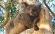 Great Ocean Road Adventure - Private Tour - Reverse - thumb 7