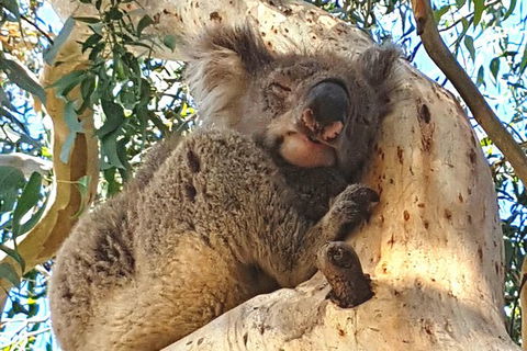 Great Ocean Road Adventure - Private Tour - Reverse - Accommodation Brunswick Heads 7