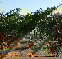 Wine Tasting Tour in The Yarra Valley - Accommodation Brunswick Heads