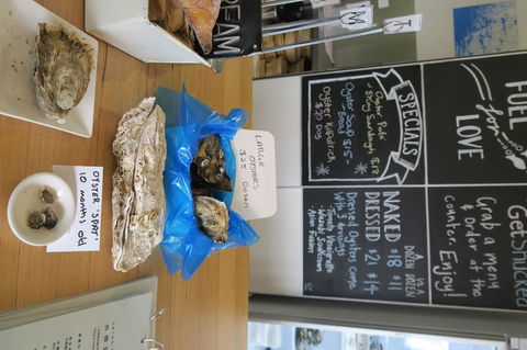 Bruny Island All Inclusive Gourmet Day Trip From Hobart - Accommodation Brunswick Heads 12