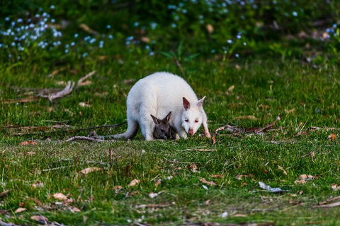 Bruny Island All Inclusive Gourmet Day Trip From Hobart - Accommodation Brunswick Heads 26