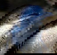 Bonnet Island Experience departing from Strahan - Accommodation Brunswick Heads