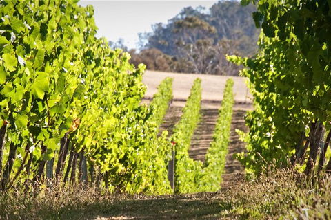 Richmond And Wine Tour Departing Hobart - Accommodation Brunswick Heads 1
