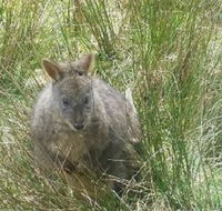 Leven Canyon Day Trip Including Wings Wildlife Park or Gunns Plains Caves from Devonport Ulverstone or Burnie - Accommodation Brunswick Heads