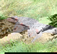 Day Keeper Tour - Accommodation Brunswick Heads