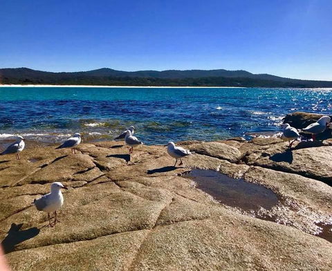 5-Day Lap Of Tasmania Tour From Hobart (flexible Ticket) - Accommodation Brunswick Heads 4