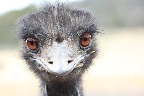 ZOODOO ZOO Tour, Meet The Famous Tasmanian Devil, Cuddle A Kangaroo, Feed A Lion - Accommodation Brunswick Heads 1