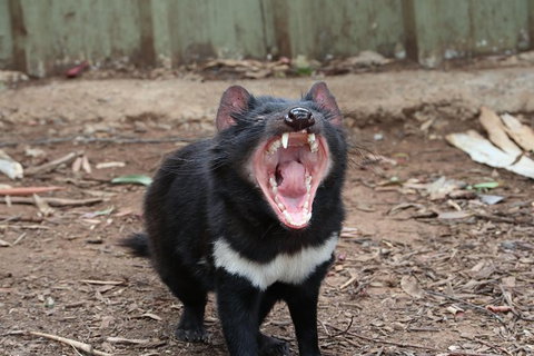 ZOODOO ZOO Tour, Meet The Famous Tasmanian Devil, Cuddle A Kangaroo, Feed A Lion - Accommodation Brunswick Heads 0