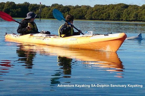 Adelaide Dolphin Sanctuary And Ships Graveyard Kayak Tour - Accommodation Brunswick Heads 0