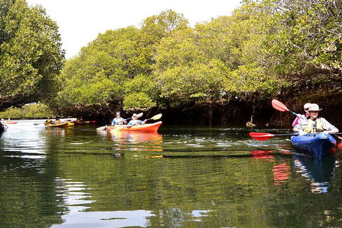 Adelaide Dolphin Sanctuary And Ships Graveyard Kayak Tour - Accommodation Brunswick Heads 8