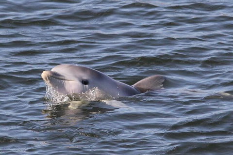 Adelaide Dolphin Sanctuary And Ships Graveyard Kayak Tour - Accommodation Brunswick Heads 6