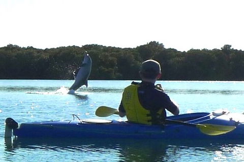 Adelaide Dolphin Sanctuary And Ships Graveyard Kayak Tour - Accommodation Brunswick Heads 2