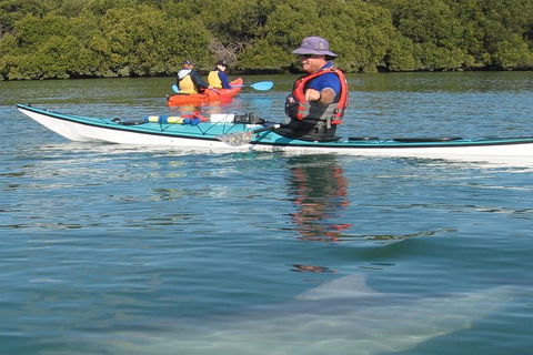 Adelaide Dolphin Sanctuary And Ships Graveyard Kayak Tour - Accommodation Brunswick Heads 5