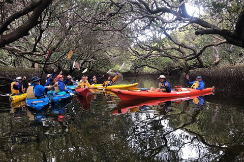 Adelaide Dolphin Sanctuary And Ships Graveyard Kayak Tour - Accommodation Brunswick Heads 10