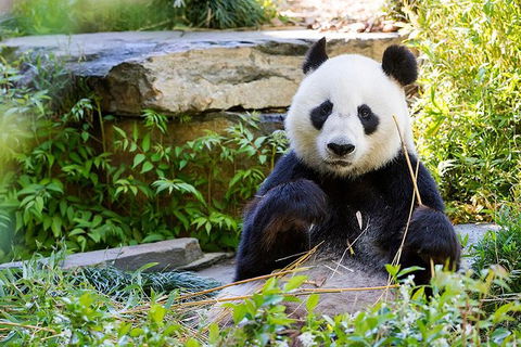 Adelaide Zoo Behind The Scenes Experience: Exclusive Giant Panda Experience - Accommodation Brunswick Heads 1