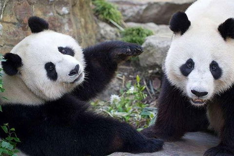 Adelaide Zoo Behind The Scenes Experience: Exclusive Giant Panda Experience - Accommodation Brunswick Heads 0