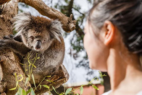Adelaide Zoo Behind The Scenes Experience: Koala Encounter - Accommodation Brunswick Heads 0