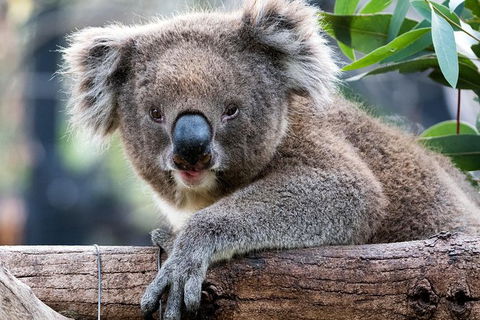 Adelaide Zoo Behind The Scenes Experience: Koala Encounter - Accommodation Brunswick Heads 1