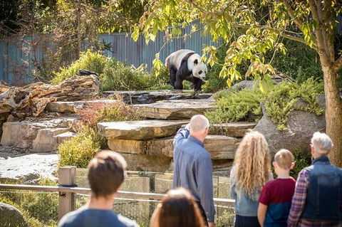 Adelaide Zoo Behind The Scenes Experience: Panda And Friends Tour - Accommodation Brunswick Heads 0