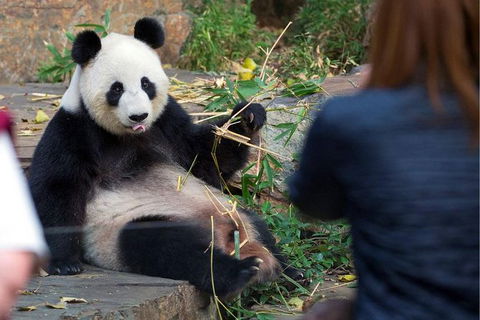 Adelaide Zoo Behind The Scenes Experience: Panda And Friends Tour - Accommodation Brunswick Heads 1