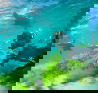 Half-Day Sea Lion Snorkeling Tour from Port Lincoln - Accommodation Brunswick Heads