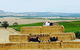 Barossa Wine Tasting Shared Tours - thumb 6