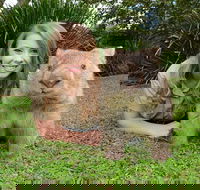 Croc Express to Australia Zoo from Brisbane - Accommodation Brunswick Heads