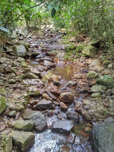 Springbrook AndTamborine Rainforest Tour Incl Natural Bridge And Glow Worm Cave - Accommodation Brunswick Heads 4